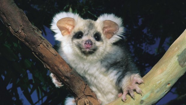 The greater glider is headed for extinction.