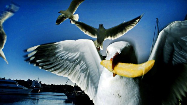 Catch of the day: A seagull shows off lunch at the Sydney Fish Market. 