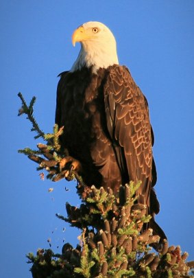 Bald eagles dot the Oregon sky and swoop on scrambling ducks.