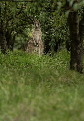 A kangaroo grazes among the trees at Petty's Orchard.