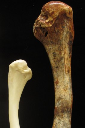 Comparison of the brush turkey humerus (upper wing bone) with that of extinct species Latagalliana naracoortensis.