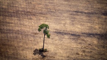 A tree in a deforested area of the Amazon in 2014. Biologists say that deforestation and other human activity have contributed to the extinction of hundreds of species in the past 114 years.