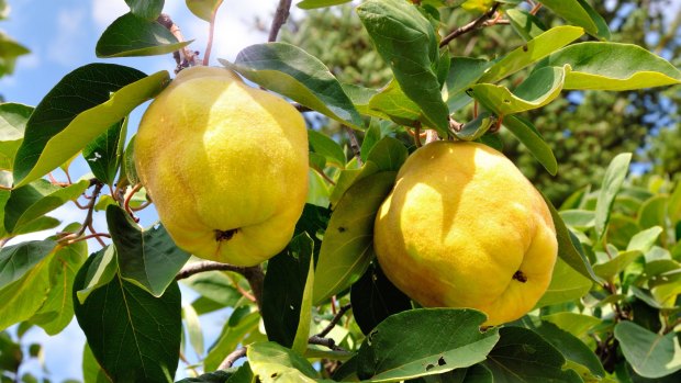 Quinces can be propagated quite easily from two-year-old hardwood cuttings.