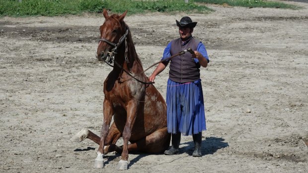 Horse Show, Puszta.