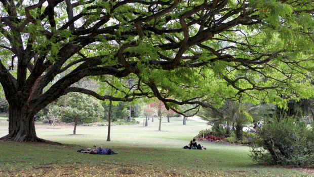 Researchers have found health benefits for people who spend 30 minutes a week in parks, such as the Brisbane Botanic Gardens in the CBD.