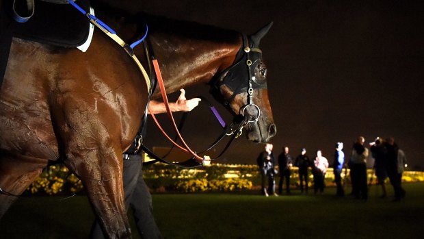 Early morning: Winx is walked after trackwork at Rosehill Gardens on Thursday