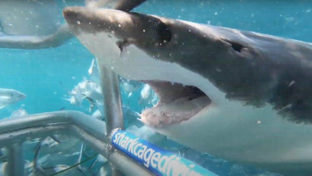 A Great White gets a closer look at the shark cage in Port Lincoln.