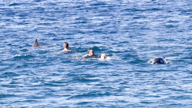 A pod of up to 50 dolphins seemed delighted to frolic with swimmers at Coogee Beach on Monday.