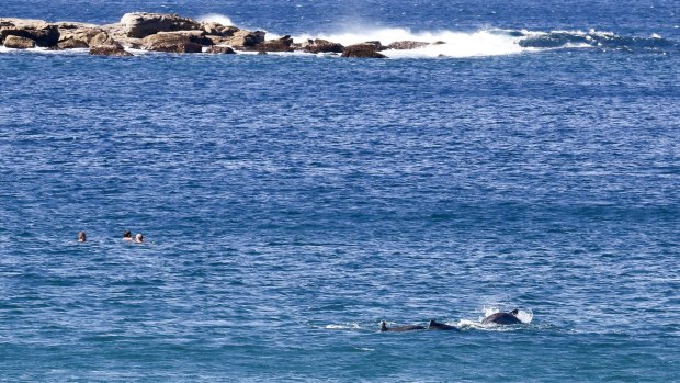 A pod of up to 50 dolphins seemed delighted to frolic with swimmers between the coast and Wedding Cake Island off Coogee Beach on Monday.