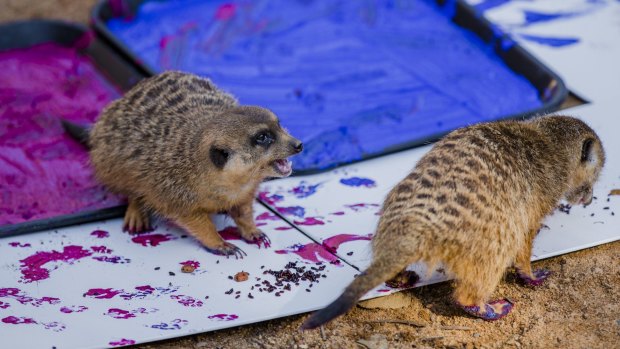 Meerkats from the National Zoo and Aquarium working on some paw paintings which will go on sale to raise money for the zoo's conservation partners. 