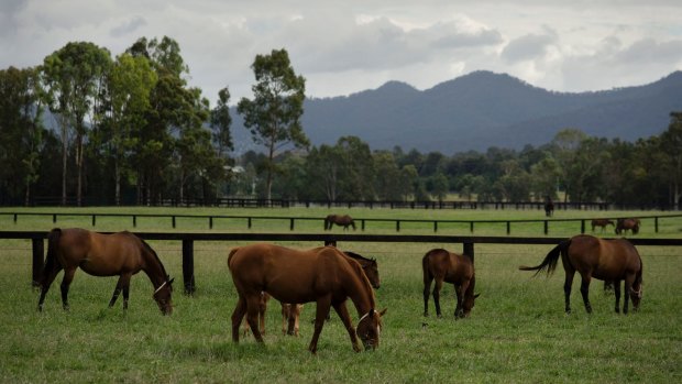 Two stud farms close to Anglo American's Drayton operations in the Hunter Valley have stymied that mine's development.
