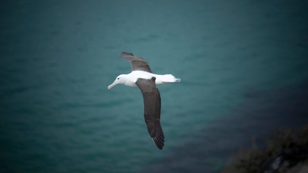 Royal Albatross on the wing at Fort Taiaroa, Otago Penninsula, New Zealand.