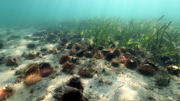 Purple sea urchins eat their way through rare Posidania seagrass in the Nooramunga Marine Park.