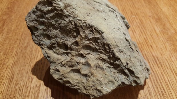 A fossil found by Bruce Ronning on the shores of Lake Burrinjuck more than 40 years ago.