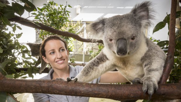 Bridie has been working to increase the genetic pool of koalas in south-east Queensland to help them populate.