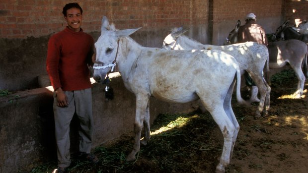 Brooke Hospital has since expanded to countries such as India and Pakistan, and helped millions of animals.