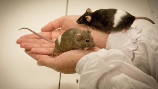 In mice experiments, scientists found that a chemical produced when the body processes alcohol can break and damage DNA.