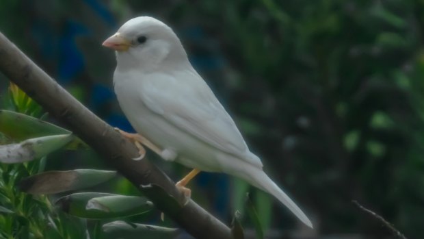 The rare white sparrow spotted in Melbourne.