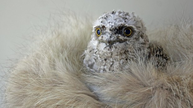 Snow the tawny frogmouth.