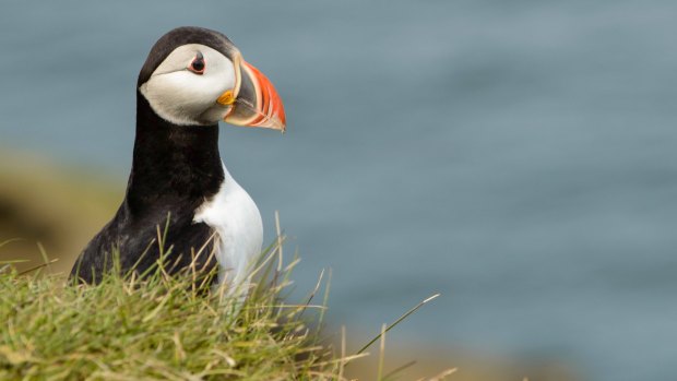 Puffin above the cliffs of Heimaey Island in south Iceland.