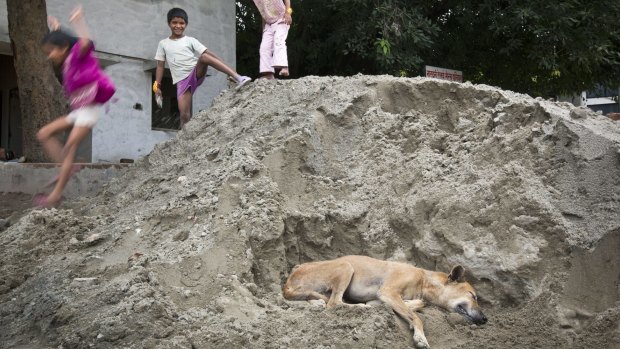 Children play in a pile of sand where a dog is resting in Delhi, which has an estimated 325,000 strays.
