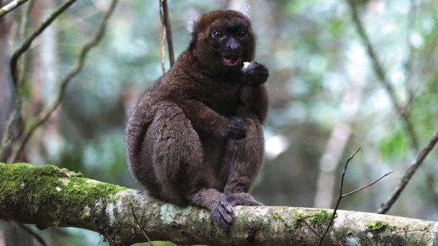 A giant bamboo lemur