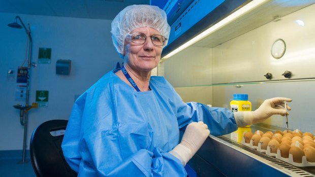 CSL scientist Ann Curtis with eggs used in a flu vaccine 