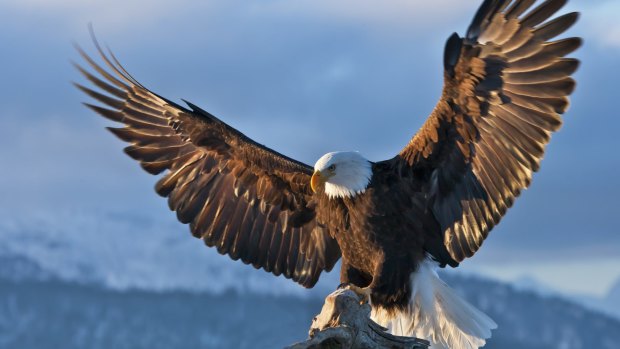 A Bald Eagle in Alaska.