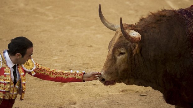 Spanish bullfighter Enrique Ponce touches a dying bull after he stabbed a sword on the back of the bull during a bullfight in San Isidro, Madrid, on Thursday. 