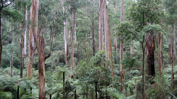 Parks Victoria insiders have warned of threats to parts of the state because of funding cuts.