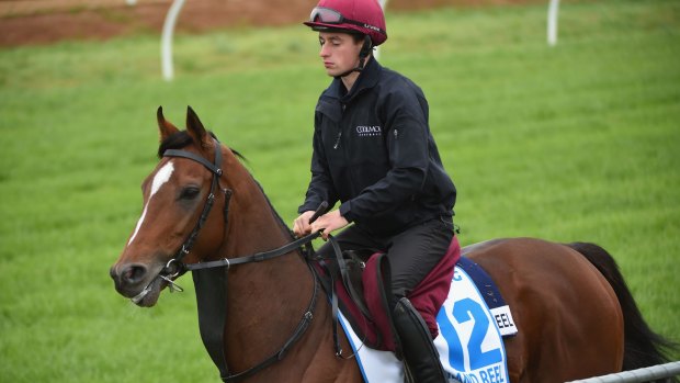 Great Brit: Highland Reel is favourite to take out the 2015 Cox Plate.