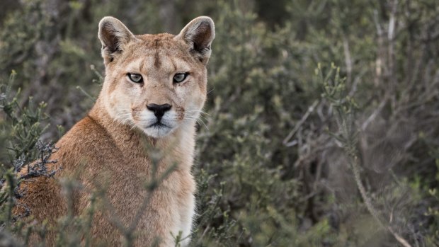 The largest of this mountain lion species, Patagonian pumas can reach 2.8 metres in length.