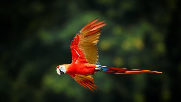 A scarlet macaw on the move.