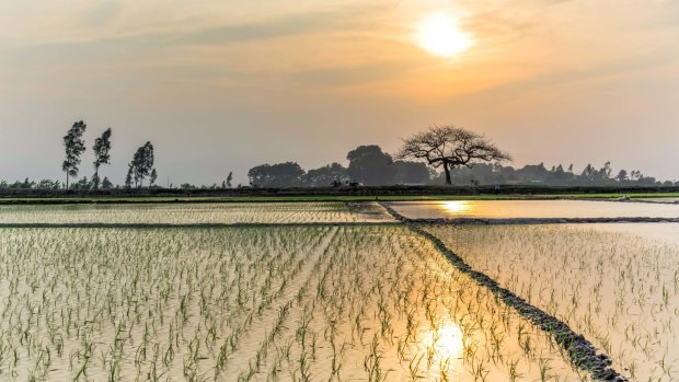 A rice field outside Hanoi.