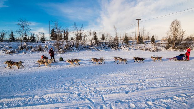 A musher and his team race up the Chena River just after the start of the Yukon Quest. 