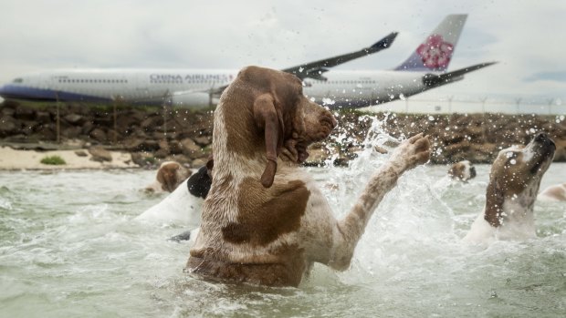 Dogs take a swim in Botany Bay. 