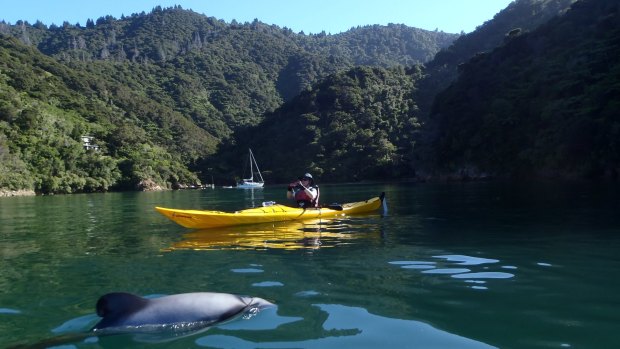 Kayaking with Hector's dolphin in Queen Charlotte Sound.