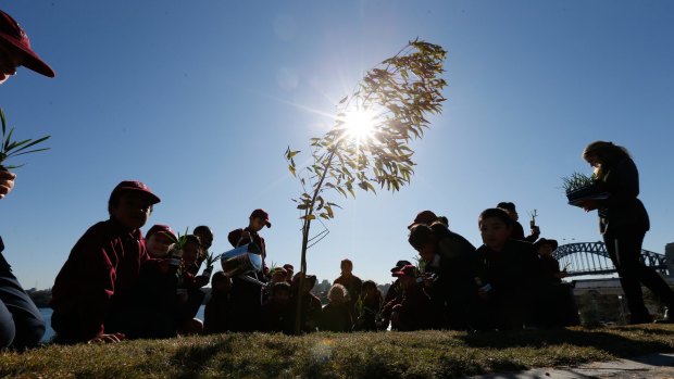 The Governor of NSW, David Hurley, planted the last of 675 trees that have helped transform Barangaroo into Sydney's newest park. 