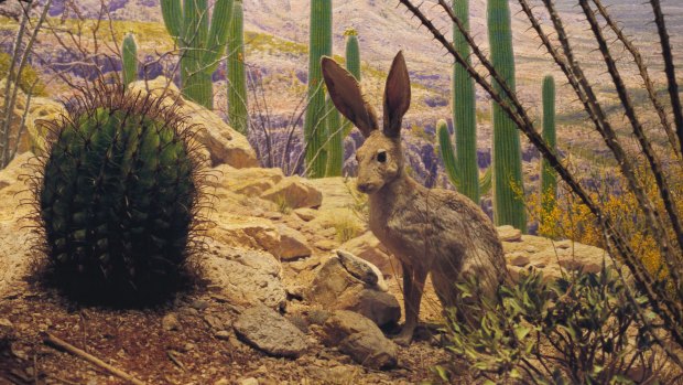 Anne Zahalka is among the 12 contemporary Australian artists in the exhibition with her work <i>Jack Rabbits</I>.
