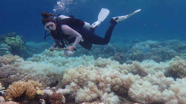 Coral reefs are bleaching at shorter intervals around the world.