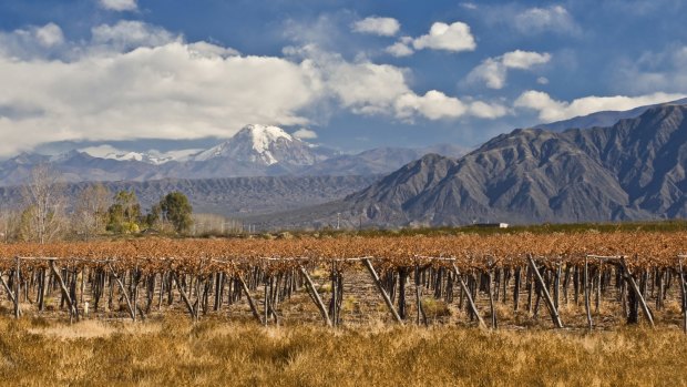 Aconcagua and Grape vines at a vineyard, Argentina.