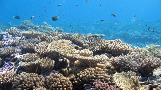 Kingman reef is half way between the Hawaiian Islands and American Samoa. The image shows an example of a nearly pristine and healthy reef system with an aesthetic score of 5.40 (the smaller the number the more aesthetic the reefscape). 