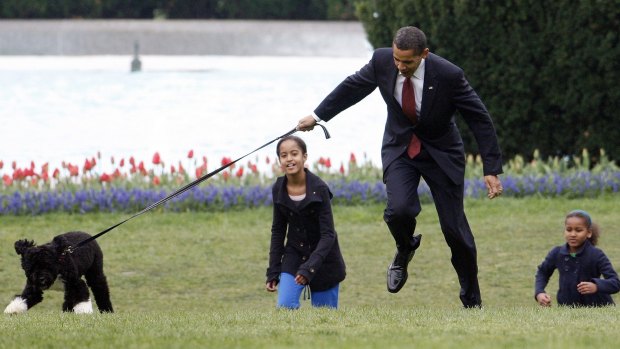 President Barack Obama is almost jerked off his feet as he shows off the Obama family's new dog, Bo, in 2009.