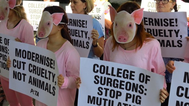 PETA in Australia protesting the treatment of pigs.