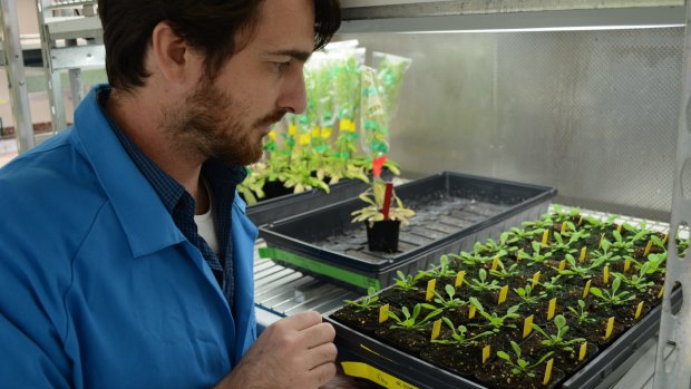 Dr Olivier Van Aken of the University of Western Australia gets up close and personal with his pet plants.
