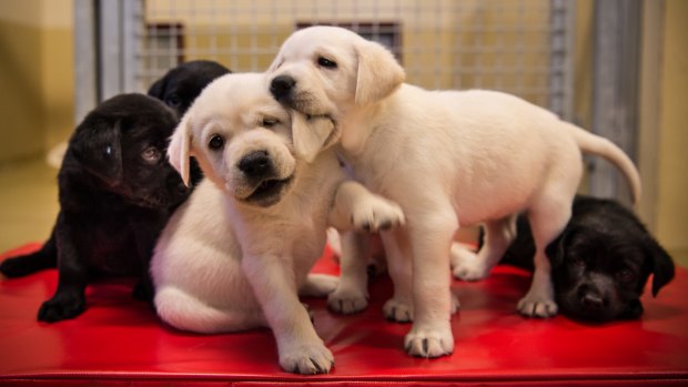 These six-week-old pups will be placed with volunteer carers before undergoing Guide Dog training. 