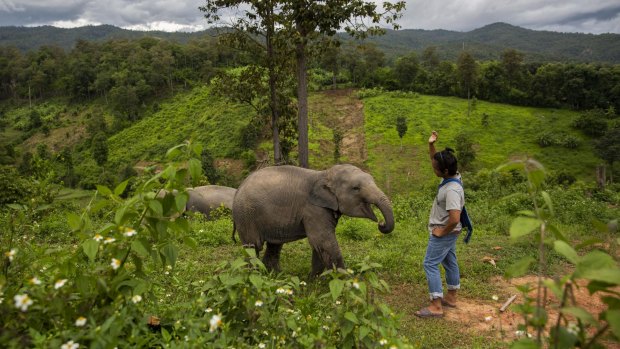 CHIANG MAI, THAILAND - JULY 21:  Charlie Putchimthatsanakan plays with baby elephant Ronaaldo. Putchimthatsanakan and his brother aimed to create an ethical elephant tourism business but since the coronavirus pandemic they have had few visitors.