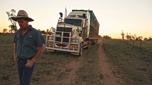 <i>Livestock transport at Ulcanbah Station</i>.