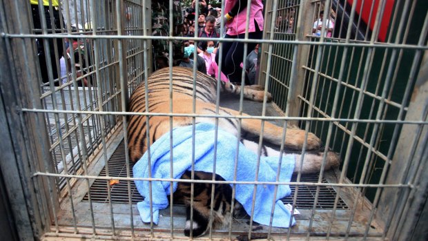A sedated tiger lies in a cage at the Tiger Temple. Police investigating the temple found what they believe was a slaughter house and tiger holding facility used as part of the temple's suspected trafficking network. 