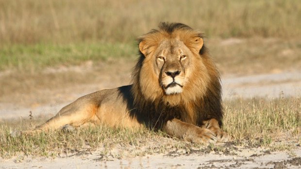 Cecil the lion in Hwange National Park in Zimbabwe. 